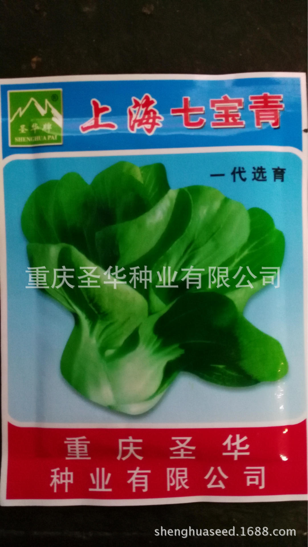 圣华上海七宝青青梗菜种子,基部大,束腰紧,叶色淡绿,适应性广