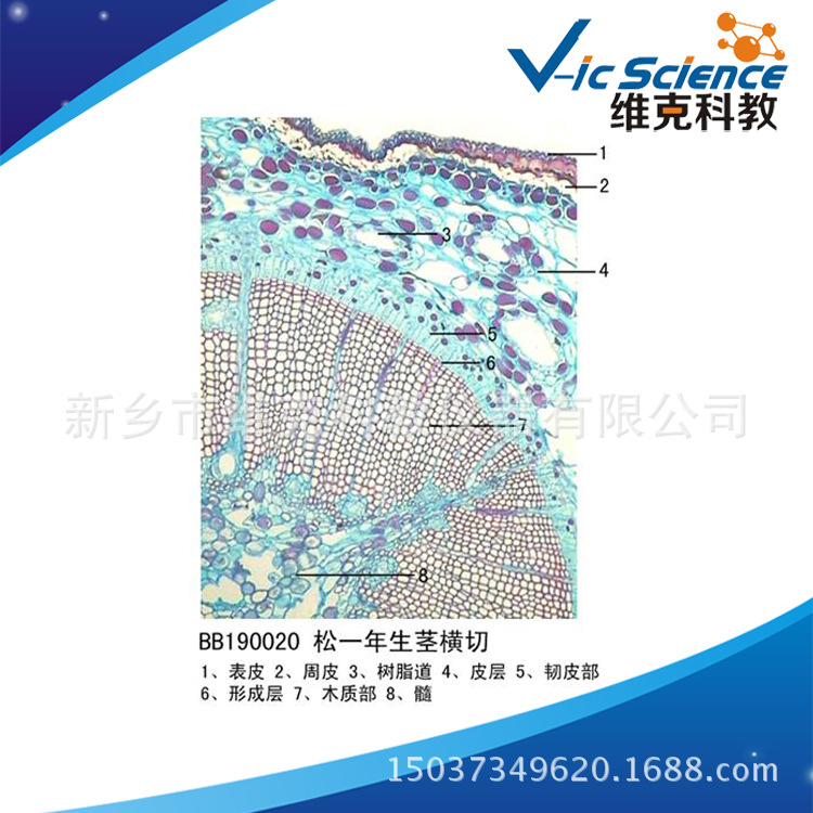 切片工厂 松茎一年生横切 植物茎及茎的变态 生物切片 显微镜配件