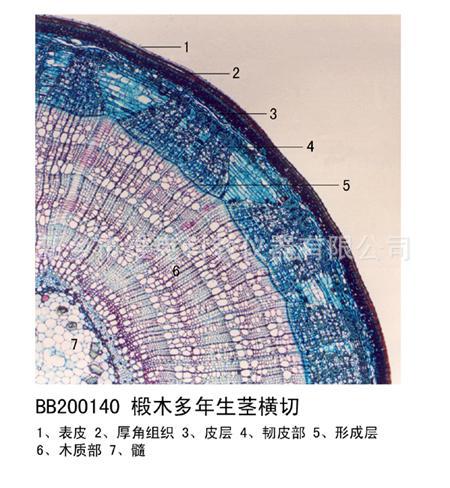 木本双子叶植物茎横切 教学生物玻片 植物类 显微镜用 生物切片