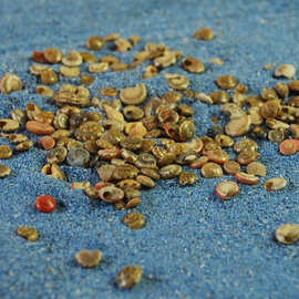 9%厂家批发现货海螺贝壳1cm左右小黑芝麻螺鱼缸造景 景区旅游纪念品茂