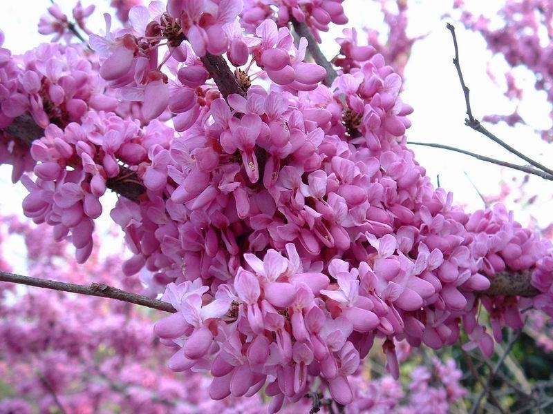 苗圃出售紫荆苗 供应风景绿化紫荆树 丛生紫荆 现挖现卖 价格优惠