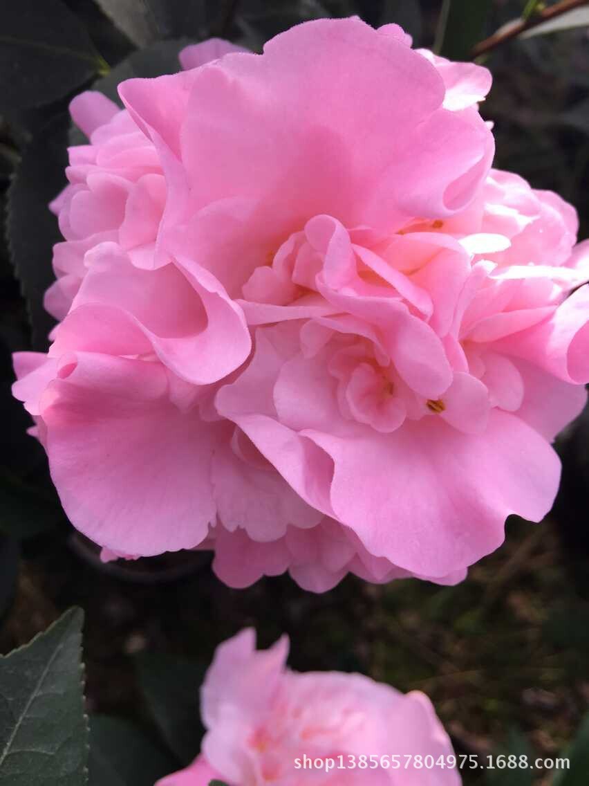 烈香盆栽茶花带花苞 盆栽盆景花卉 园林景观绿化植物批发