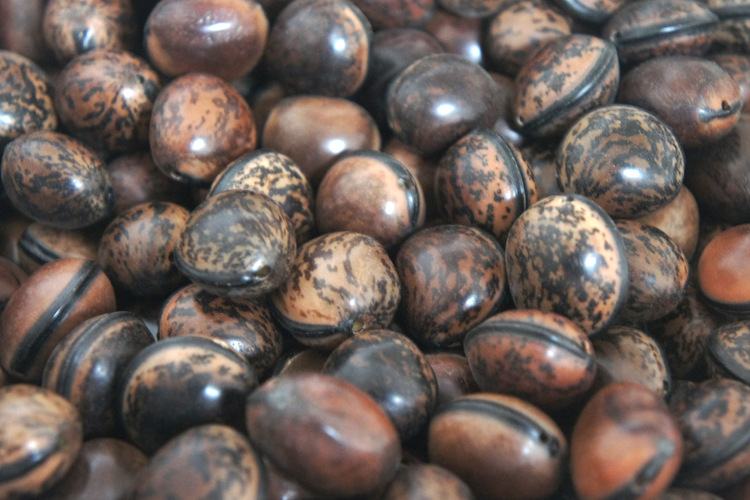 精品木鱼果菩提子 天然木鱼原籽念珠手串散珠原料批发