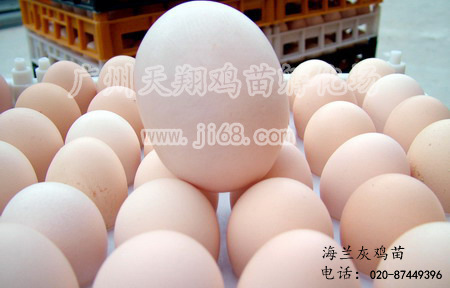 海兰灰鸡蛋