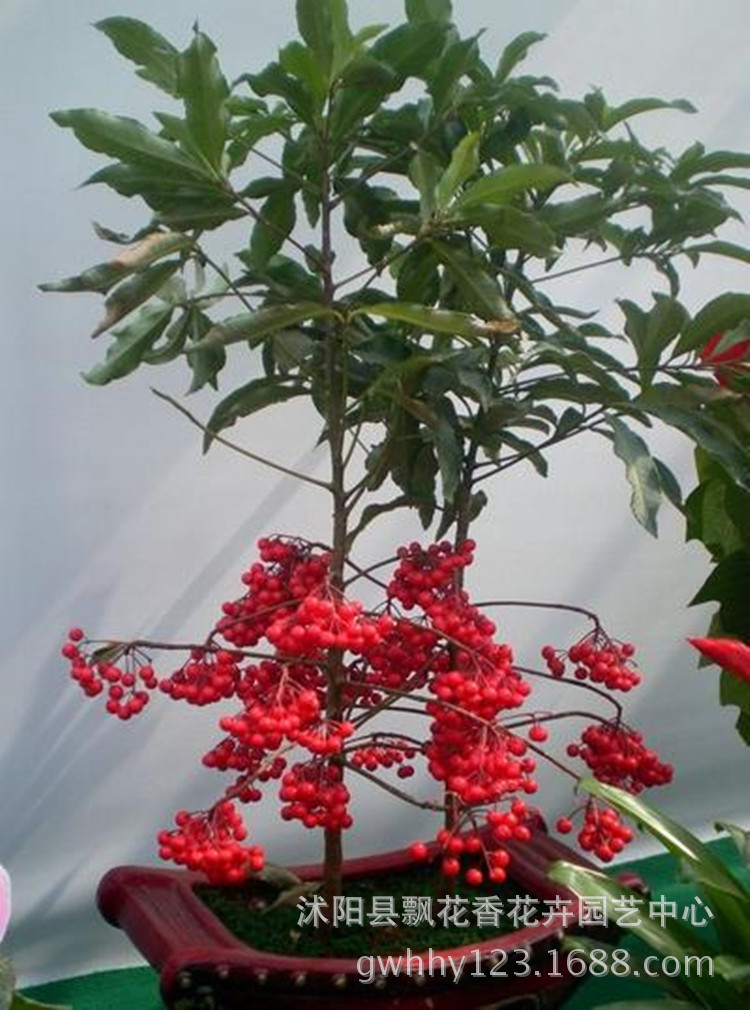 批发 富贵子盆栽植物 富贵籽盆景 象征财源滚滚 招财进宝红豆树