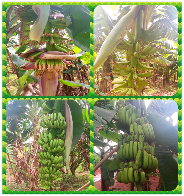 香蕉开花结果过程