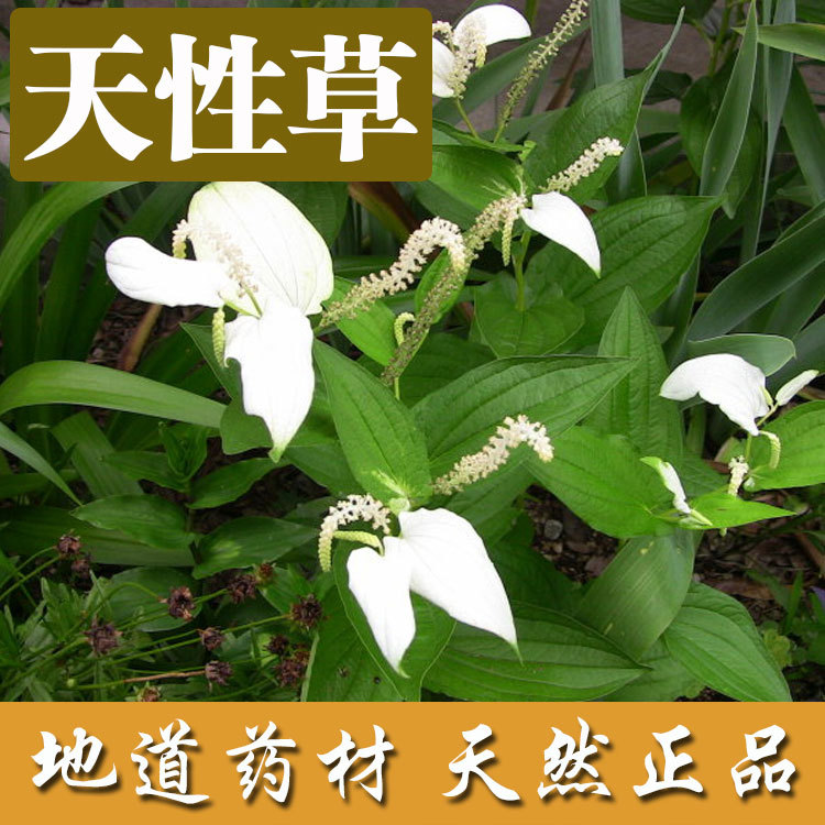 供应中药材中药材三白草天性草