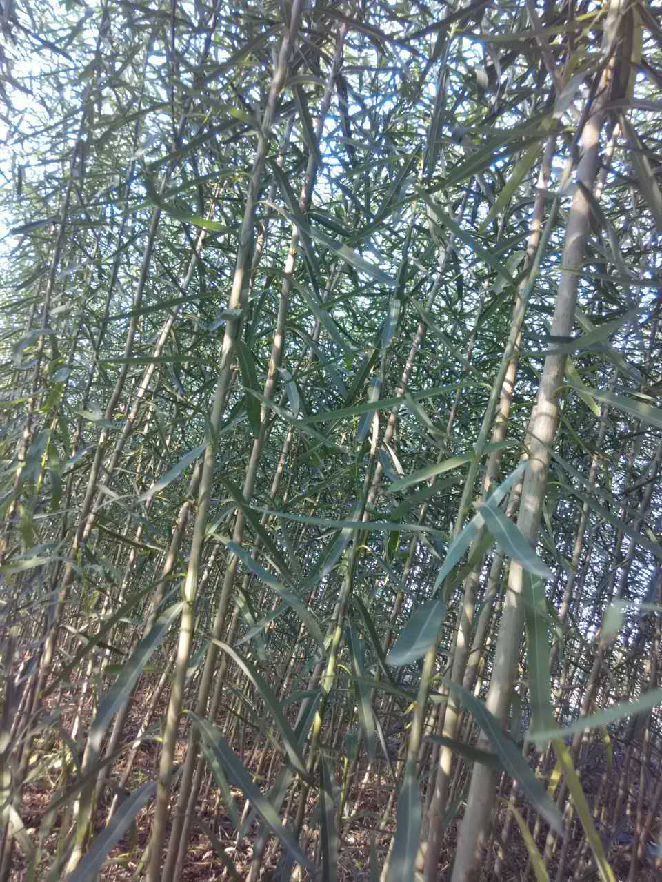 供应绿化树观赏树沙柳柳树成品半成品苗木树苗