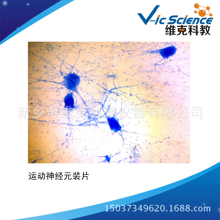 运动神经元装片 生物切片 组织学与胚胎学 神经组织和系统