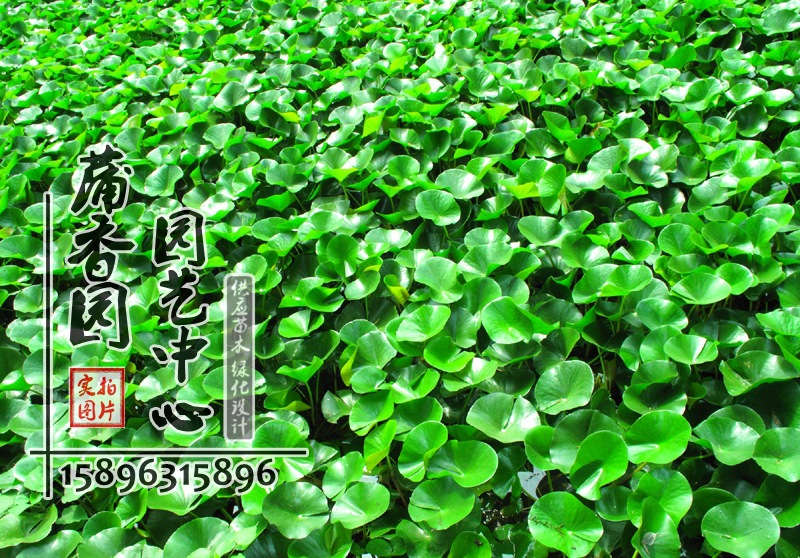 批发 水葫芦水生植物凤眼莲布袋莲花卉植物荷塘绿化水体绿化植物