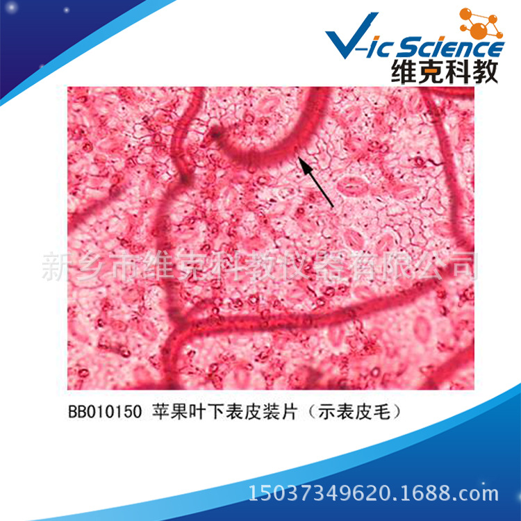 工厂直销 苹果叶下表皮装片 生物切片 显微镜玻片标本 实验耗材