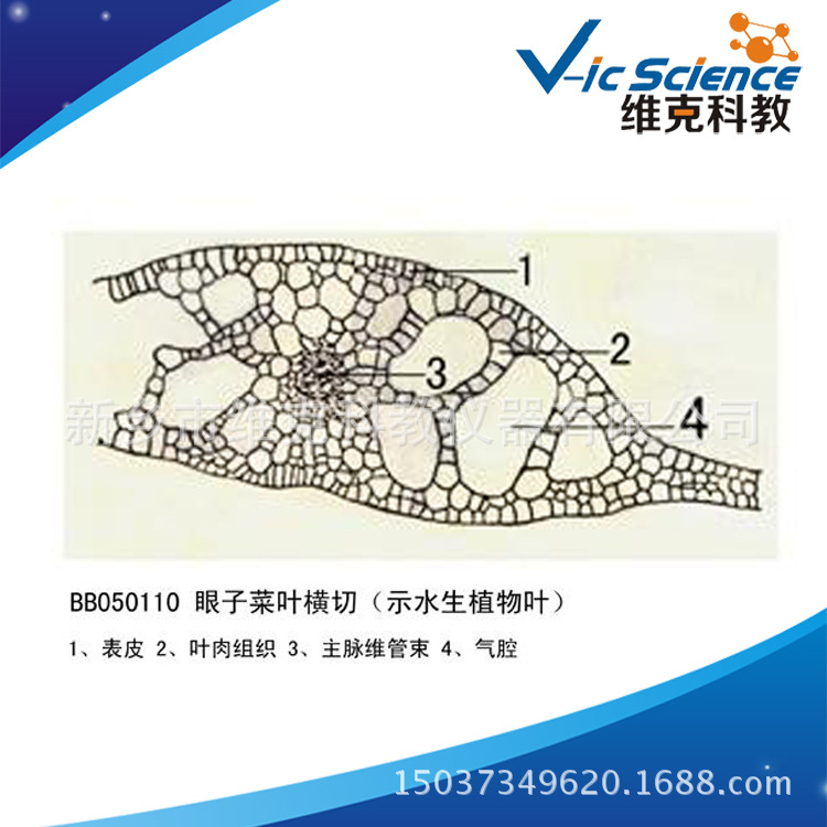 眼子菜叶横切 生物切片植物类装片 叶及叶的变态 显微镜专用