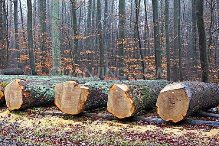 仿古面木地板 欧洲白橡 纯实木地板 佛山厂家低价直销