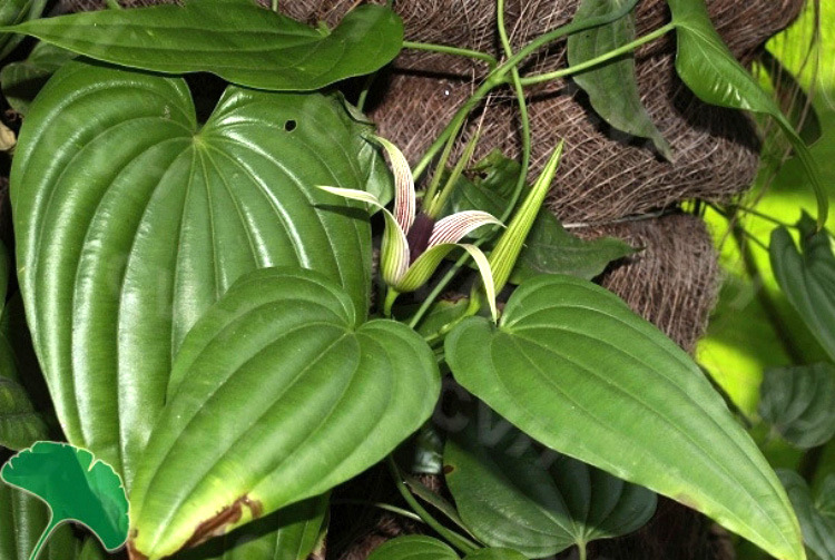 供应百部种子 优良高产 常年大批量供应纯野生中药材种子
