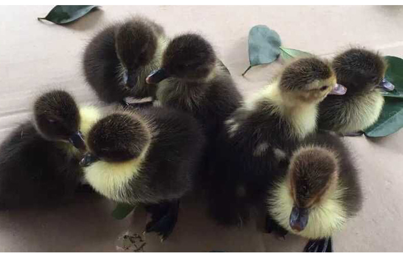 厂家直销 西洋鸭公母混批鸭苗 优质西洋鸭幼崽现货 南宁禽类幼崽