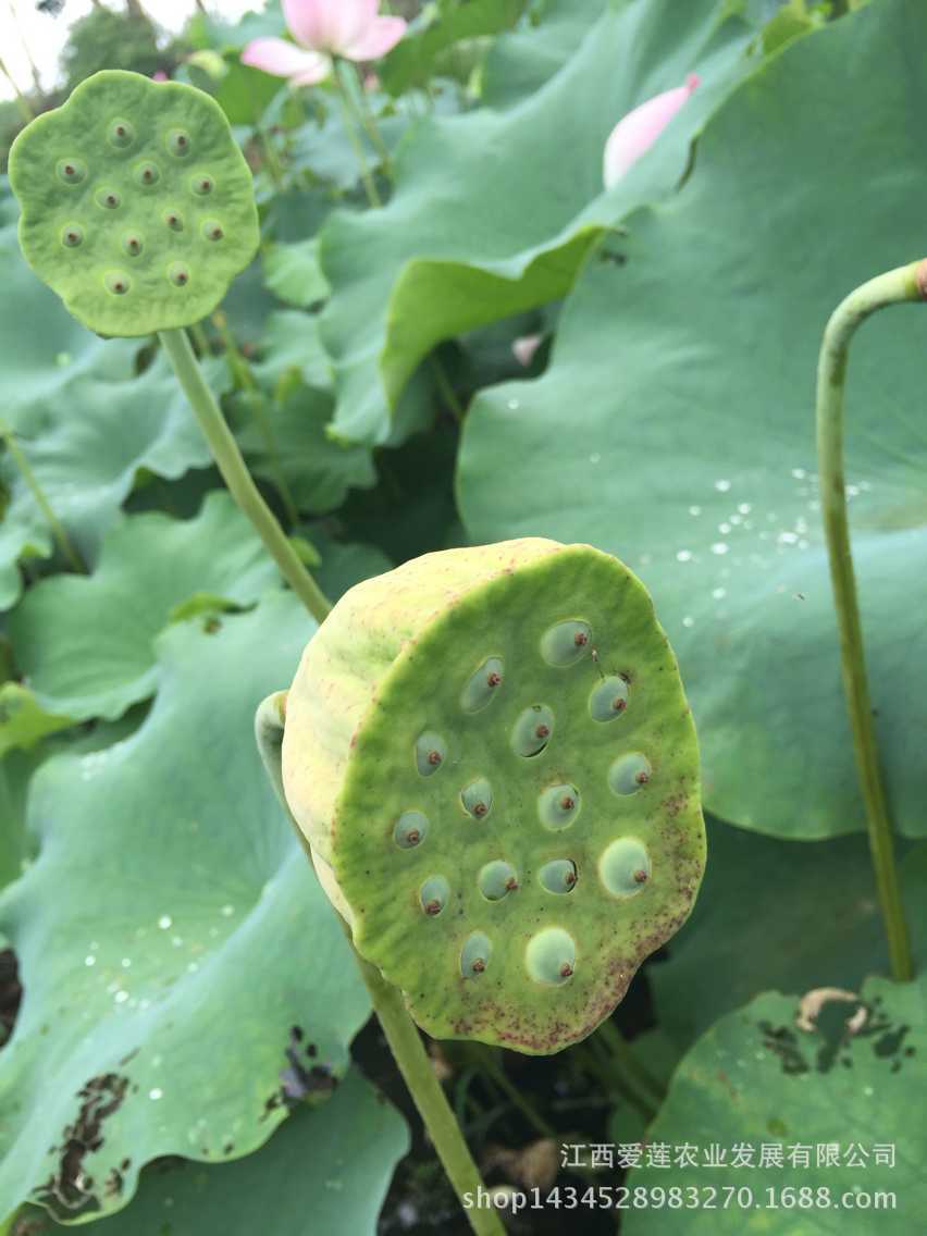 产地大量批发莲蓬草莲/2016新莲子