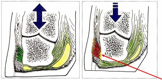 奶牛蹄部保健基本常识(4)--蹄部解剖学(续前)