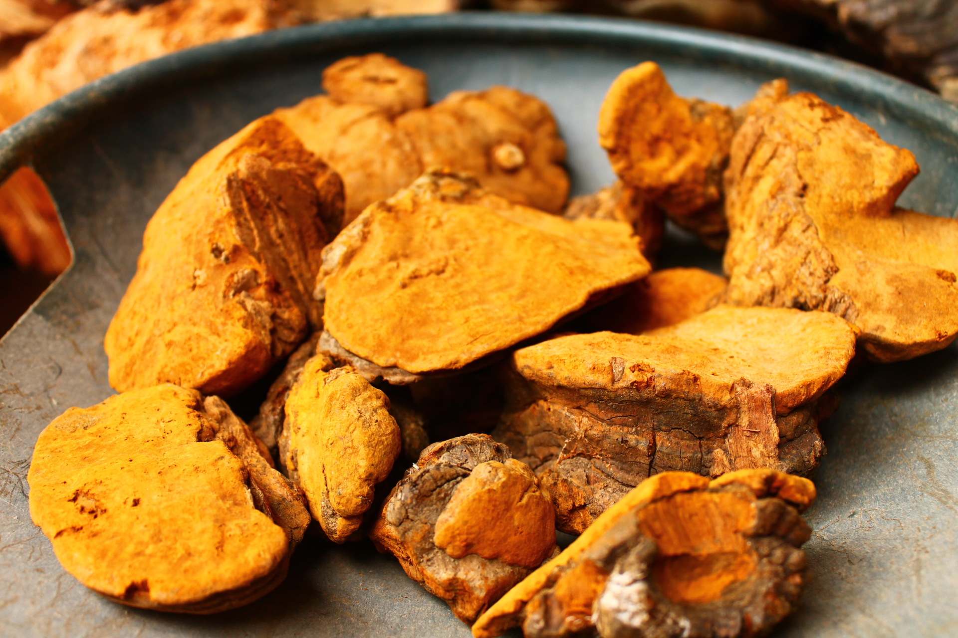 批发野生紫油桑黄 野生灵芝 原产货源 桑树桑黄 暴马丁香桑.