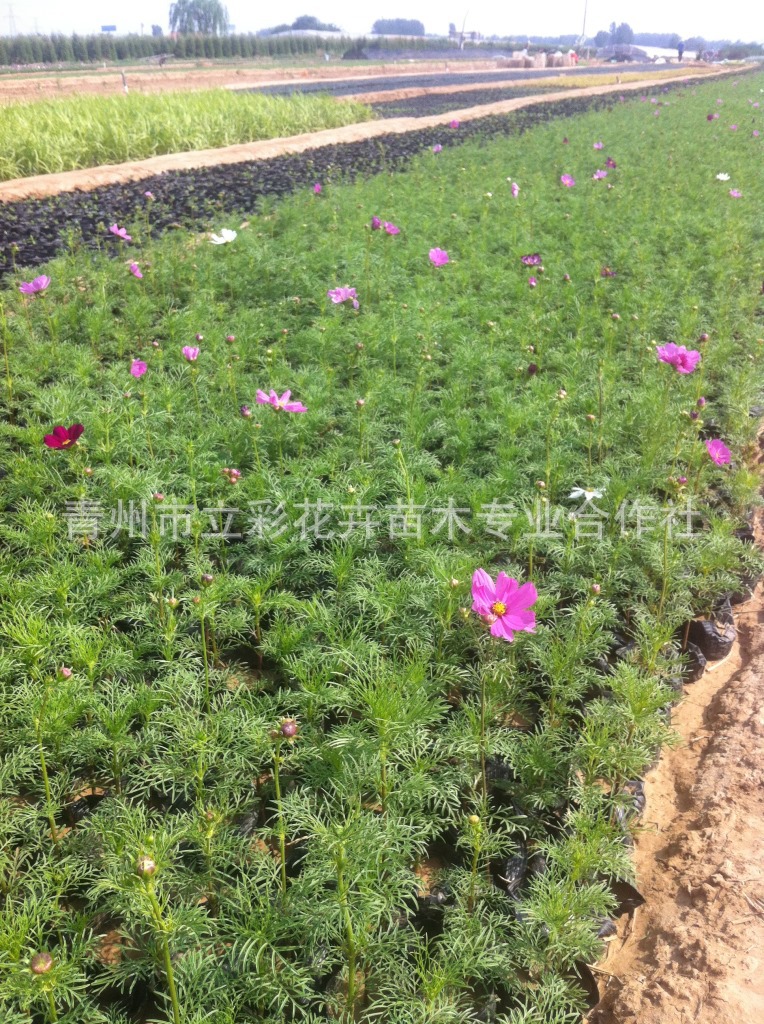 波斯菊山东宿根草花批发大量批发波斯菊