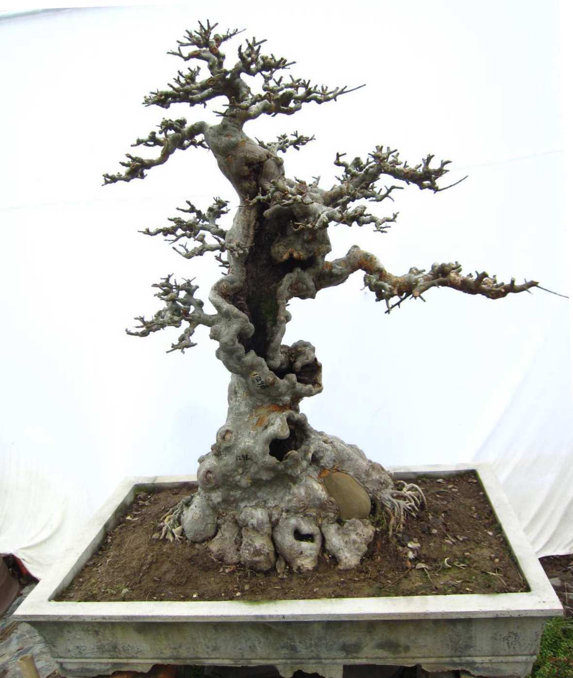 2023年最新【喜阳树木盆景】价格_厂家_供应_批发_图片_品牌-工艺品