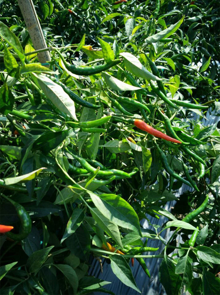悍马朝天椒超越艳红艳美大果型油辣