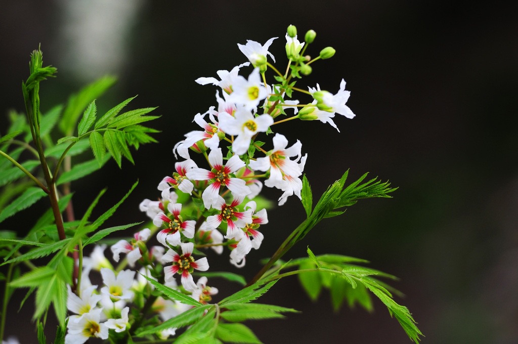 文冠果价格是多少,文冠果生长习性如何?