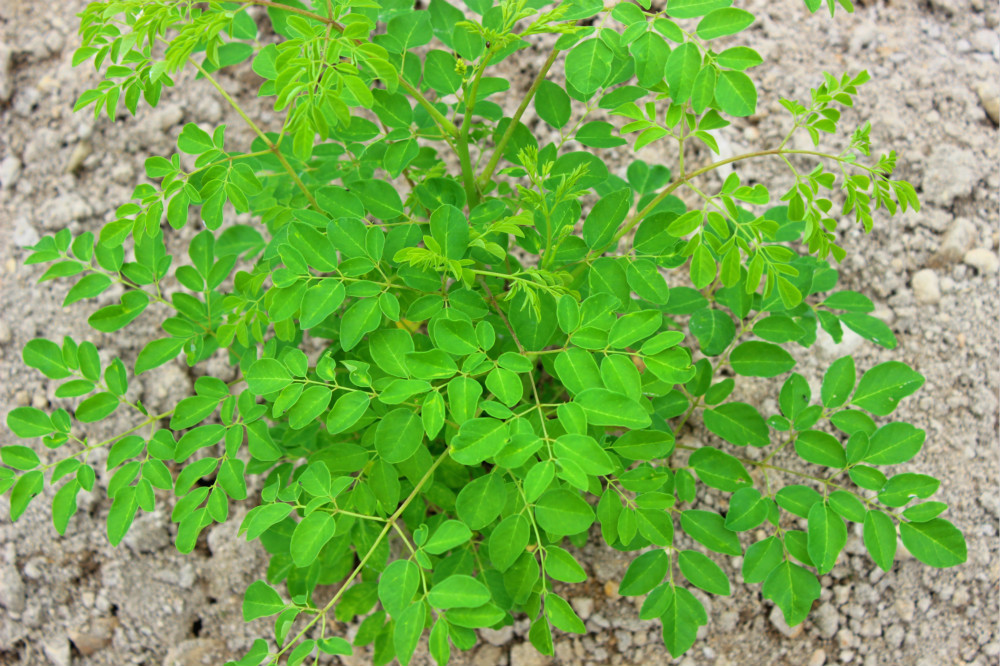 辣木叶提取物101鼓槌树叶提取物