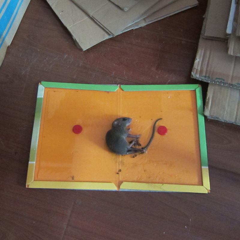 厂家直销新带饵粘鼠板强力粘鼠胶灭鼠器捕老鼠贴小老鼠克星粘鼠板