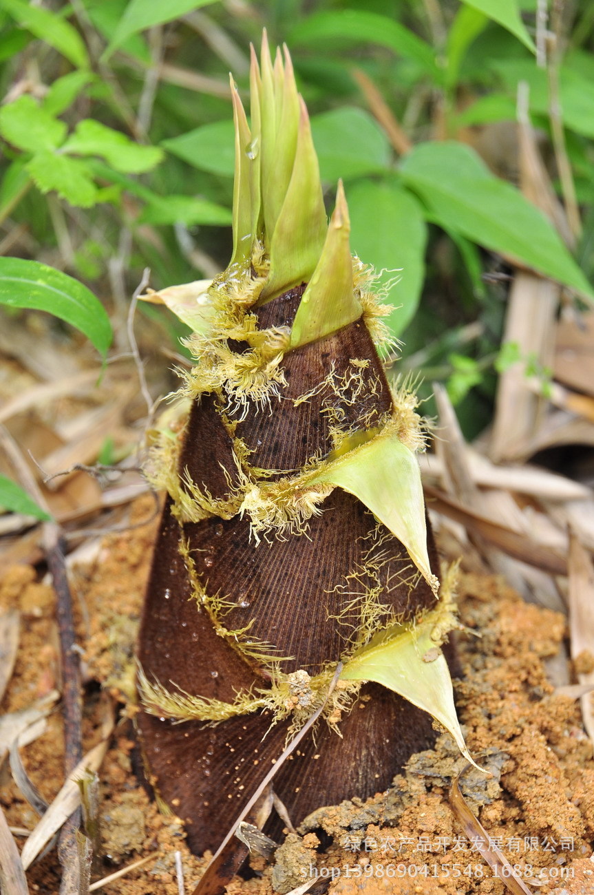 白鹿高山春笋 - 白鹿村