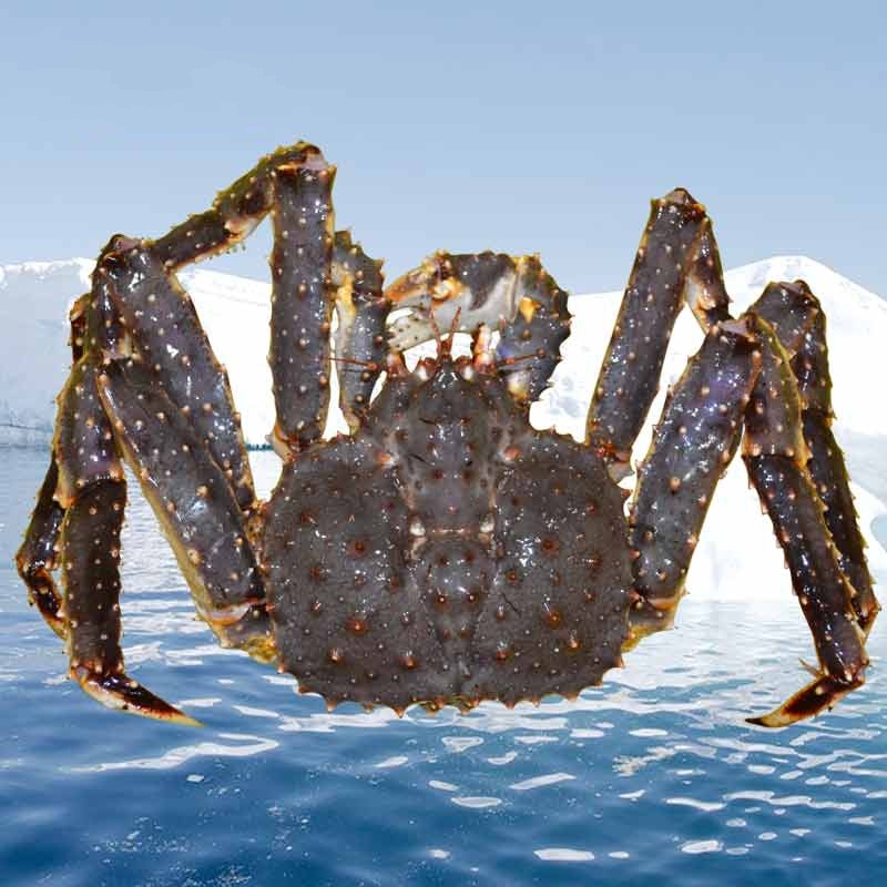 进口帝王蟹批发 海鲜 冰冻鲜冻阿拉斯加帝王蟹 深圳水产品批发商