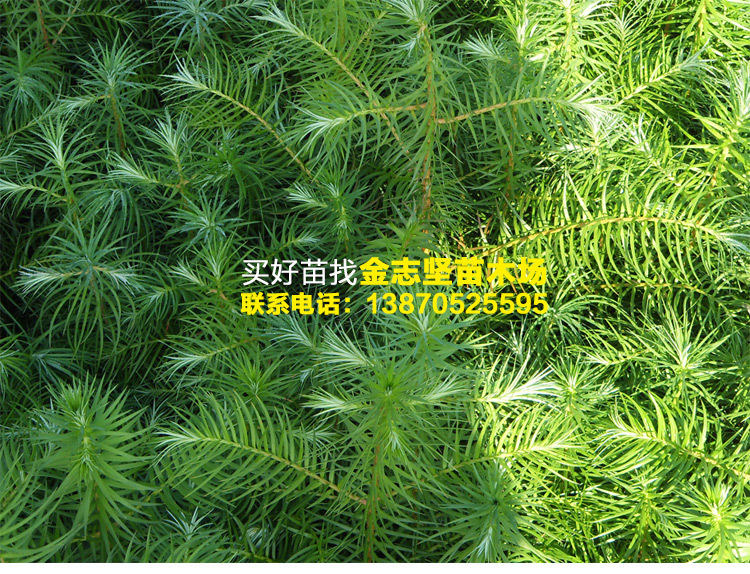 杉木苗圃批发 抗癌花木杉木小苗 园林杉树南方树苗 杉木树苗现货