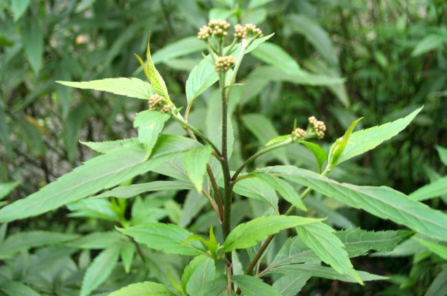 佩兰粉鸡骨香纯粉佩兰浓缩粉