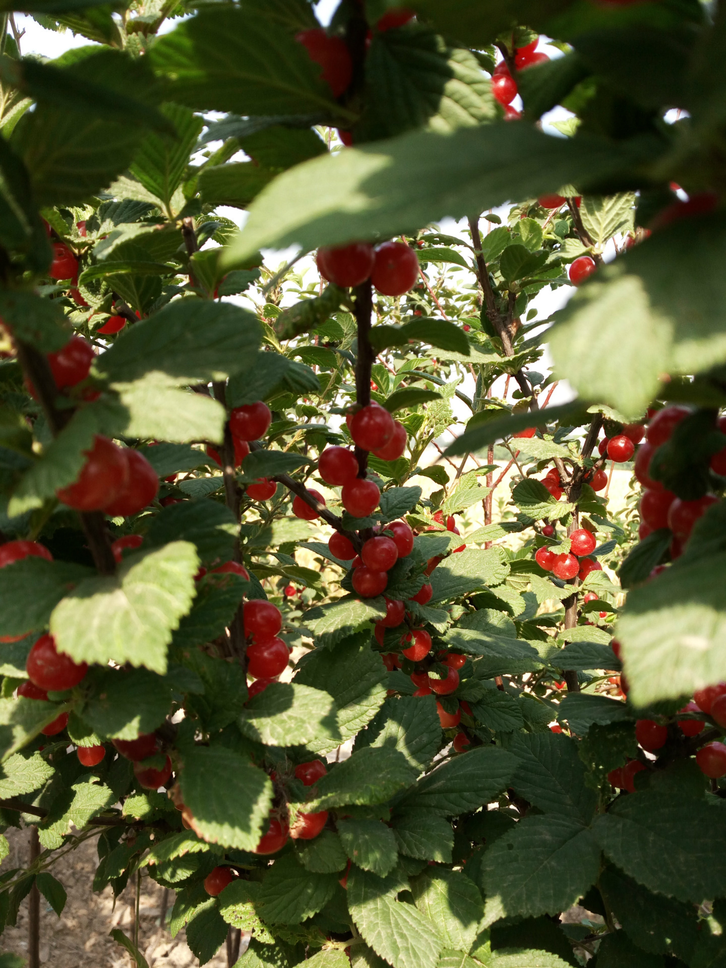 日本矮樱3公分!绿化苗果树苗均可!