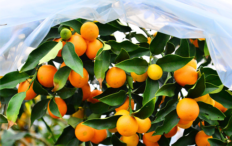 广西特产融安滑皮金桔 脆皮新鲜小桔子金柑橘