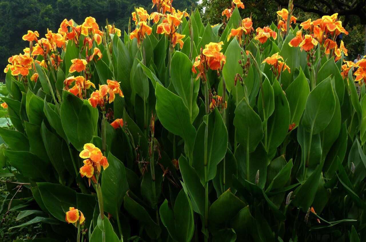 漳州美人蕉水生美人蕉水生植物大花红花黄花美人蕉花卉批发