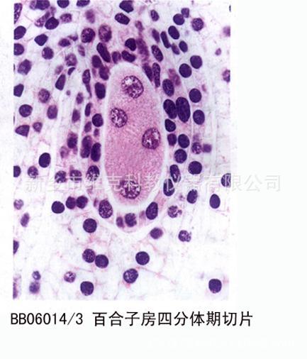源头工厂 百合子房二分体期切片 植物装片 动植物切片 显微镜玻片