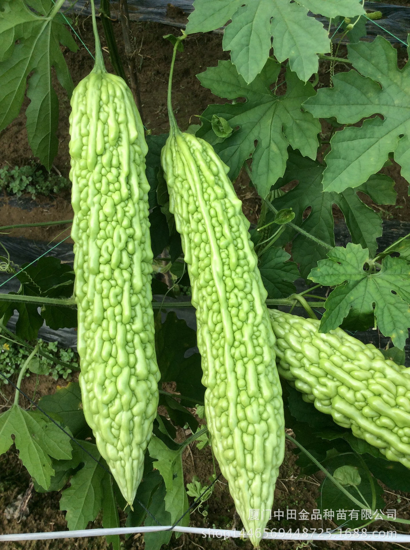 中田金品 [佰嘉赞] 阿翠苦瓜种子 10g