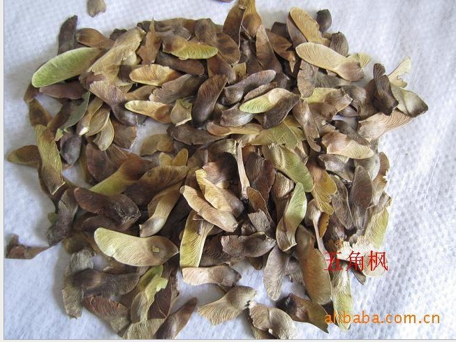 批发三角枫种子,五角枫种子 青枫 红枫等大树种子【精品】