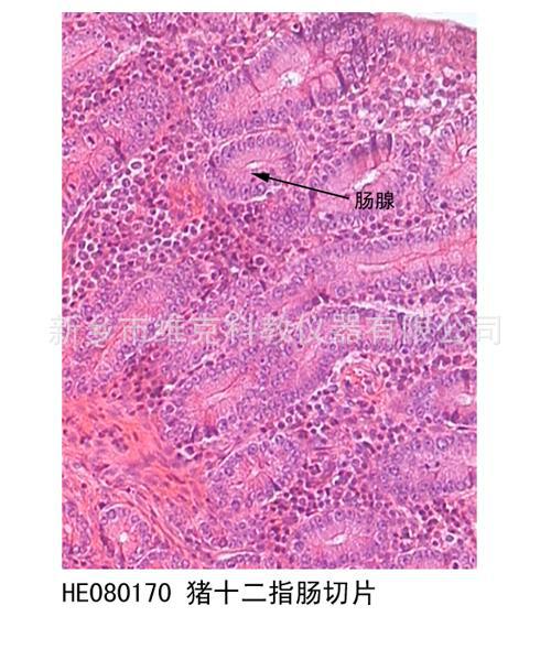 十二指肠切片 生物切片 组织学学 消化系统 显微镜玻片 生物专业