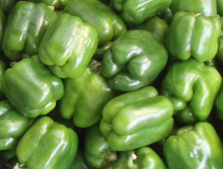 蔬菜种子荷兰3166进口绿色甜椒种子绿圆椒菜椒方椒圆辣椒菜种籽