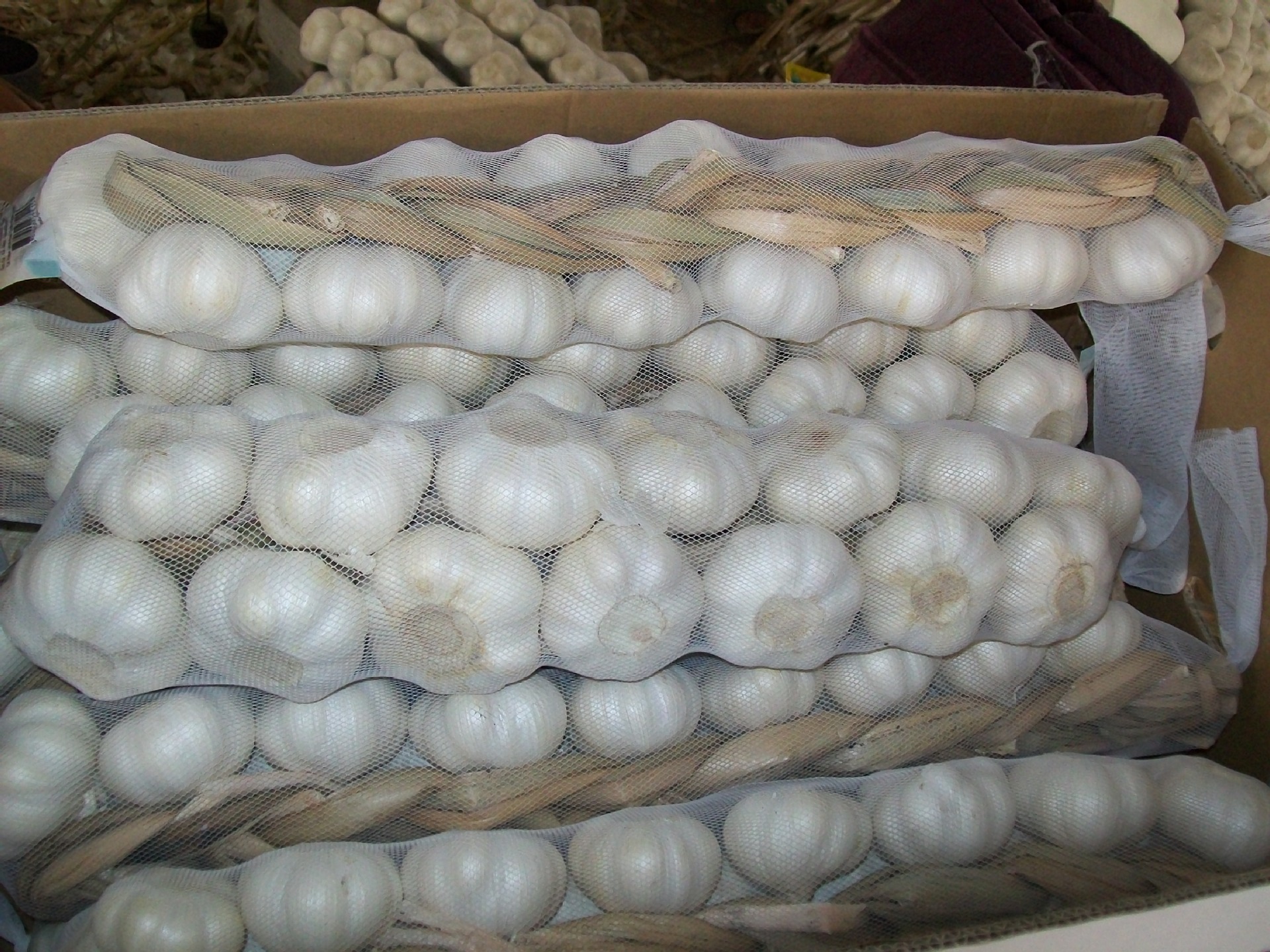 出口新鲜金乡大蒜辫蒜braidgarlicbraidgarlic