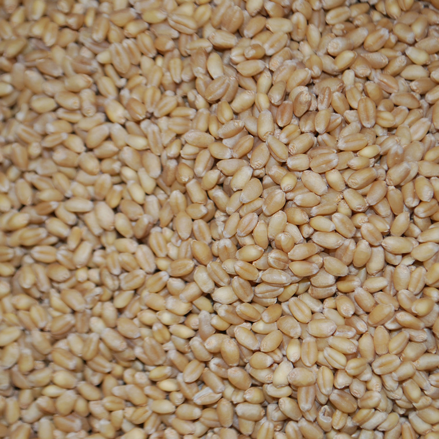 大量生产供应 大麦芽 价格合理 优质麦芽 可入药 优质大麦.