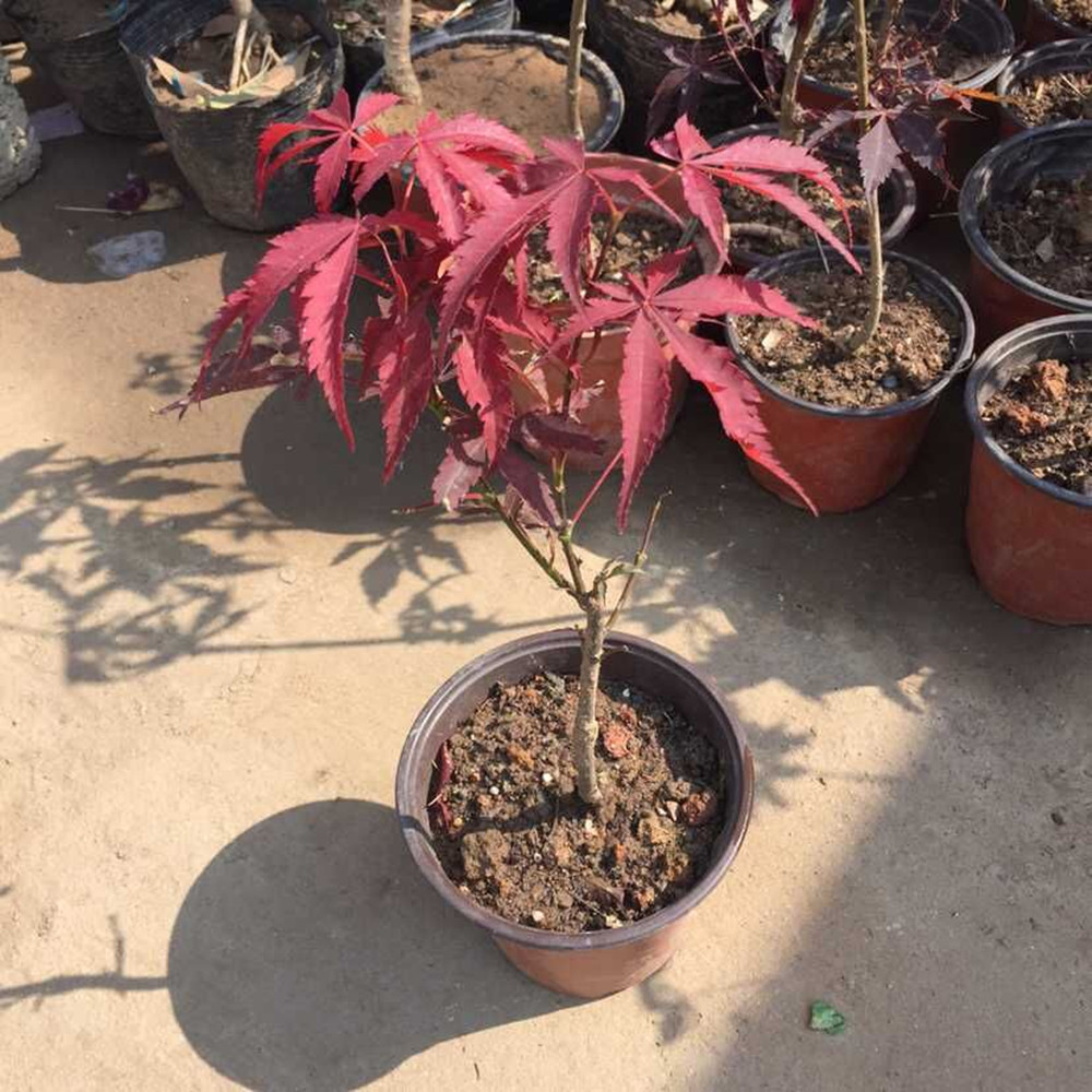 批发优质盆景 中国红盆景 日本红枫 规格齐全 量大价优