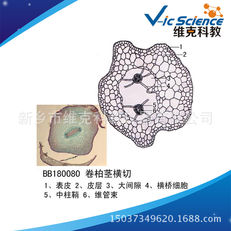 销售地区非洲,欧洲,南美,东南亚,北美,东北亚,中东主要下游平台亚马逊