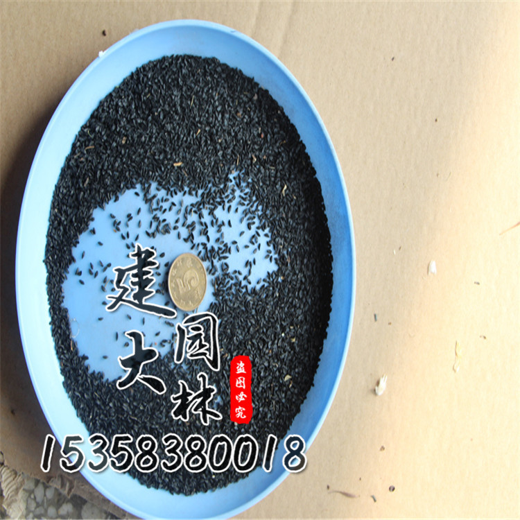 出售草花种子 花葱种子 多年生草花 绿化工程种子 价格.