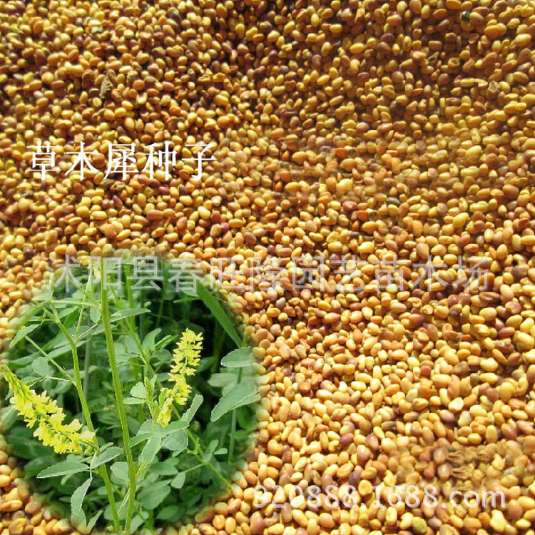 牧草种子 草木犀种子 黄花苜蓿种子 黄花草种子高产耐碱 抗逆性强