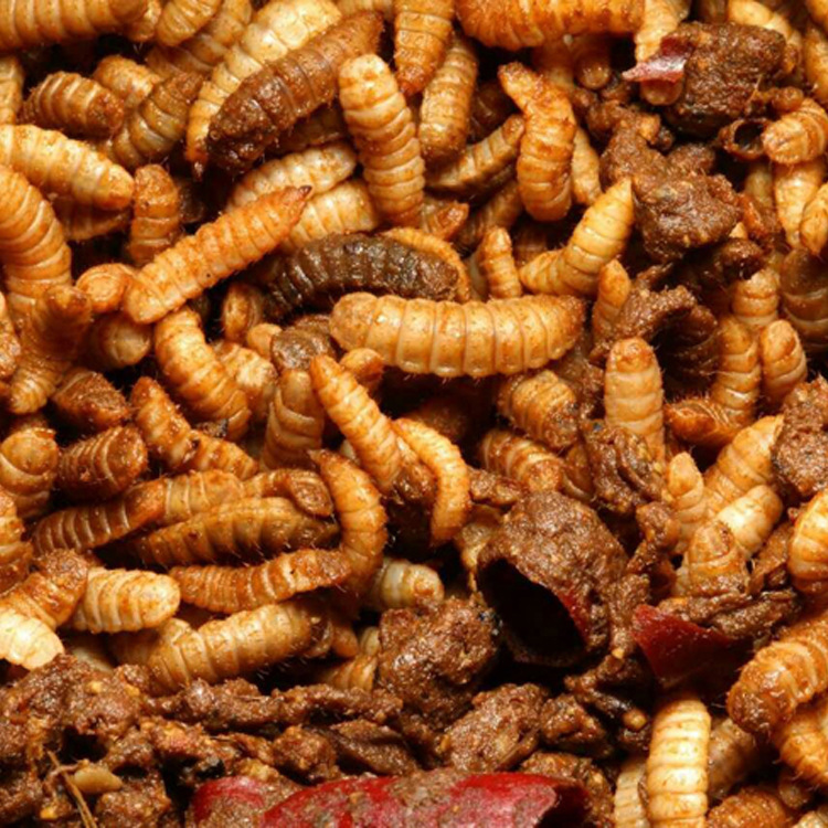虻虫;虫粪养蚯蚓
