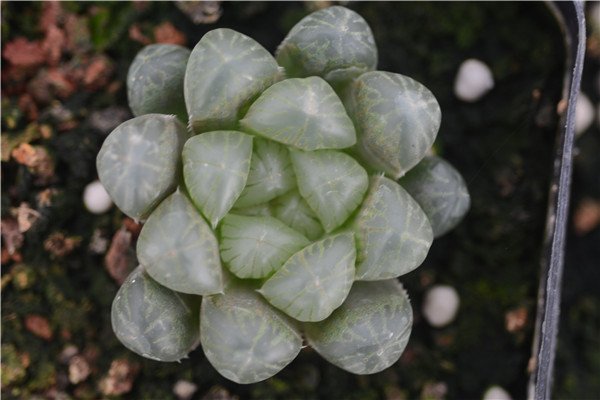 宫灯玉露 4cm 批发 十二 仙人球 多肉植物小盆栽