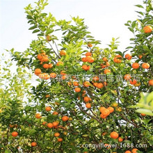 桔子树价格_今日最新桔子树价格行情走势