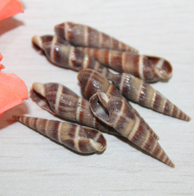 [意贝]天然咖啡棕色细长小尖螺贝壳 饰品服装手链创意配件材料
